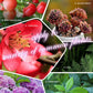 🔥Vânzare fierbinte 2025 🌞Îngrășământ organic universal sub formă de tablete cu eliberare lentă pentru grădinăritul casnic